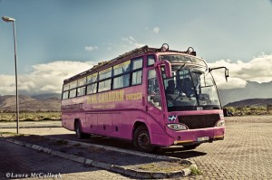 The pink busses