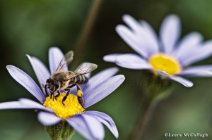 Bee & daisies