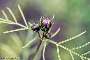 cosmos buds