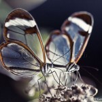 Glasswings