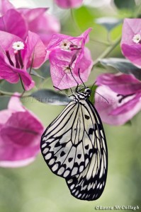 Ricepaper Butterfly