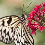 Ricepaper Butterfly