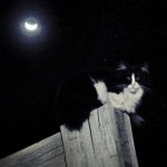 2007: Oct 20 - Felix, a ghost in the moonlight. One of the last photos I have of him.