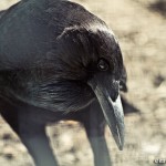 (very talkative) black crow