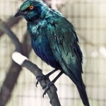 glossy starling