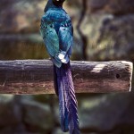 long-tailed glossy starling