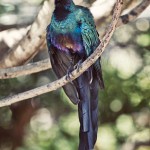 long-tailed glossy starling