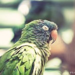 sleepy parrot