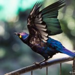 purple glossy starling