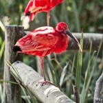 scarlet ibis