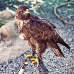 Wally the Wahlberg's Eagle