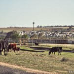 Cows by Abbotsdale station