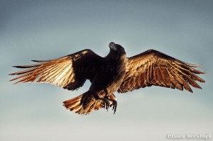 White necked raven