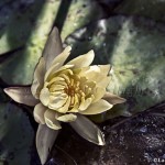 Water lily at the Company's Garden