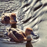 Fulvous ducks