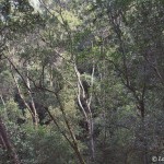 Tsitsikamma forest canopy