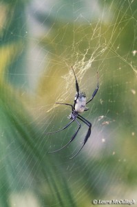 Black Legged Orb Web Spider