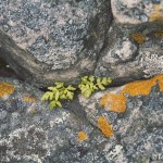Lichen and a little fern