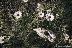 Skull and daisies