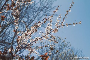 blossom tree in Gendadendal