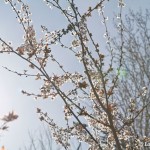 blossom tree in Gendadendal