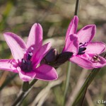 little veld flower