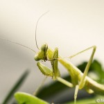 baby mantis