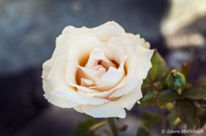 Die Bloemhoffer Rose