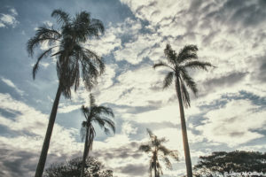 Durban palms