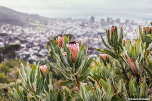 Proteas on Table Mountain