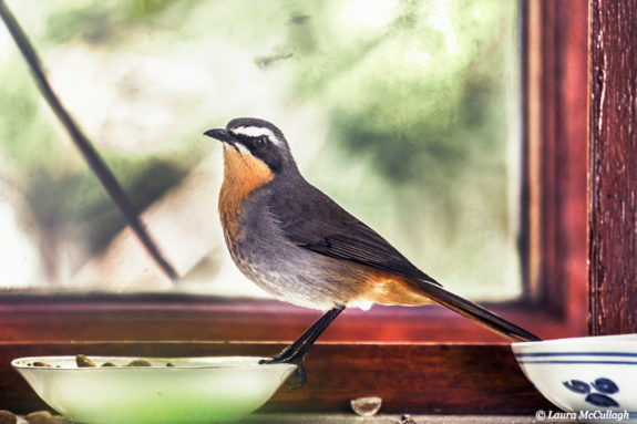The little Cape Robin Chat that used to visit my kitchen