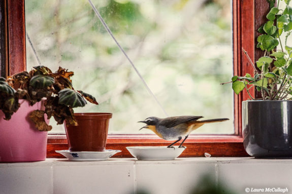 The little Cape Robin Chat that used to visit my kitchen
