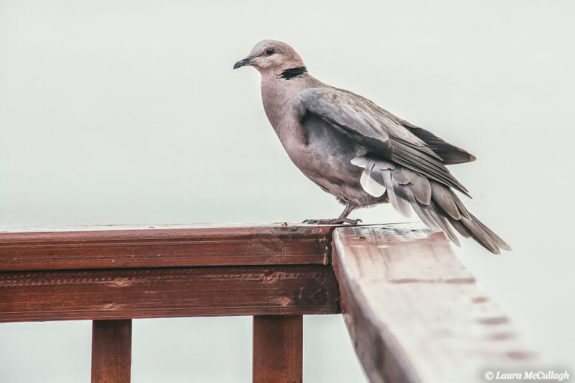 Bird Reynolds, the balcony dove