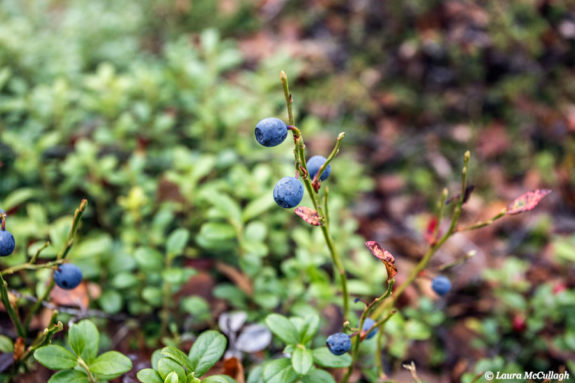 Abisko: blueberries
