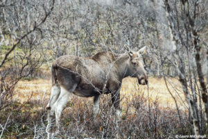 Abisko: wild moose