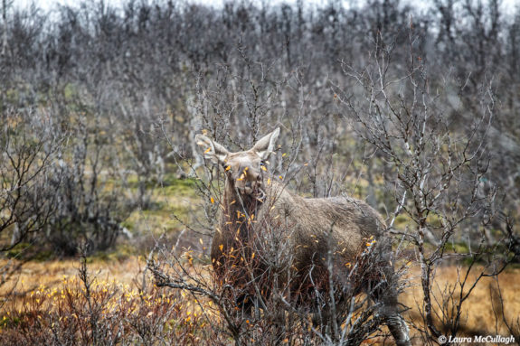 Abisko: wild moose