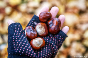 Skeppsholmen: chestnuts