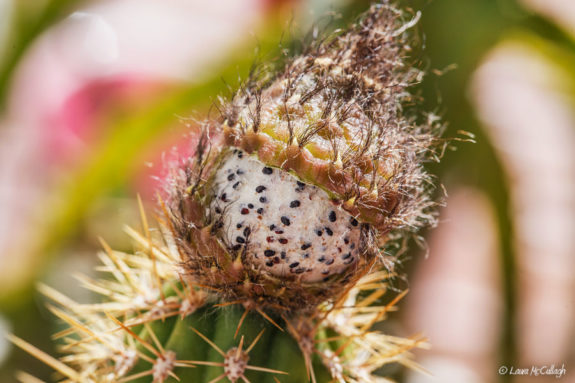 Cactus seeds