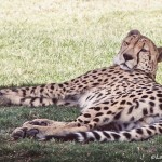 sleepy post-encounter cheetah