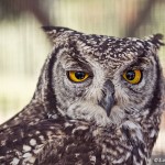 Gemma, the spotted eagle owl