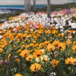 Langebaan's west coast daisies
