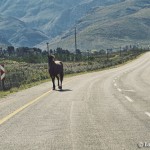 Horse in the road outside of Greyton
