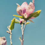 Magnolia in Genadendal