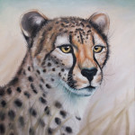 Cheetah - 2014