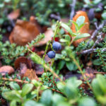 Abisko: blueberries